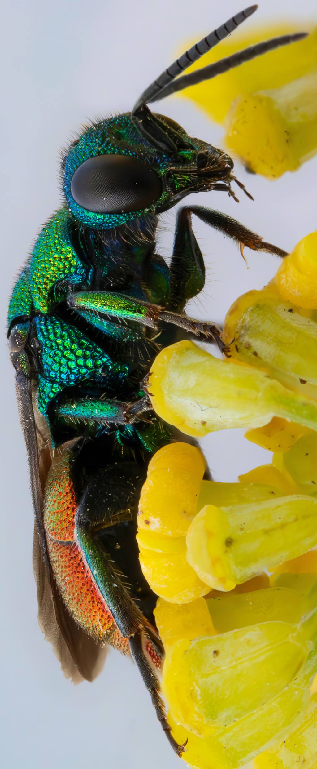 Chrysididae sp.